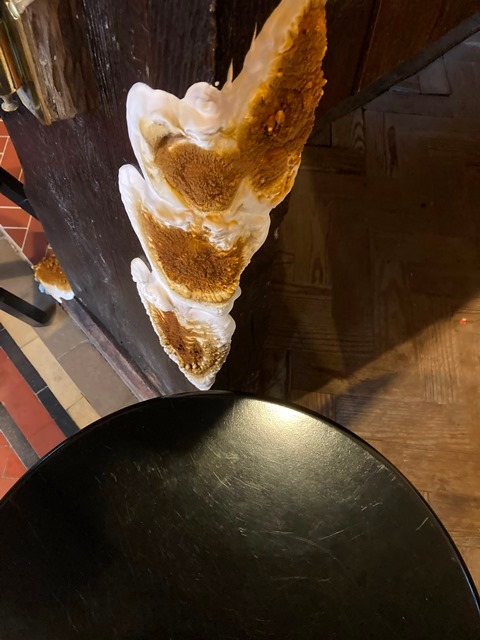 Large brown and white bracket fungi growing on a dark wooden surface near a black round table top.